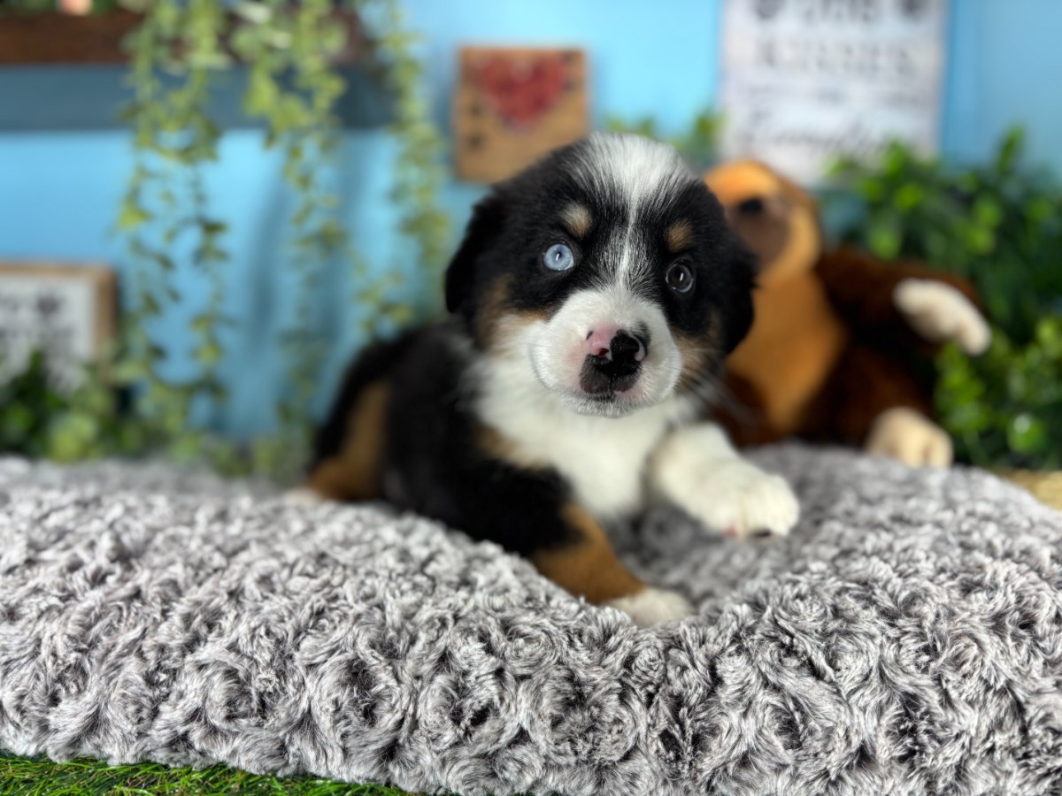 Connecticut puppies for sale