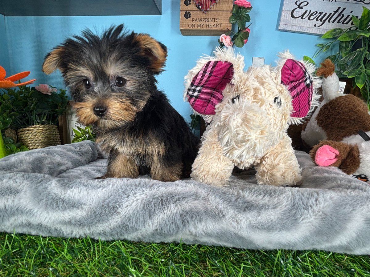 Yorkshire Terrier puppies for sale Connecticut