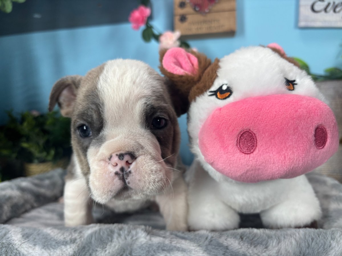 Connecticut puppies for sale