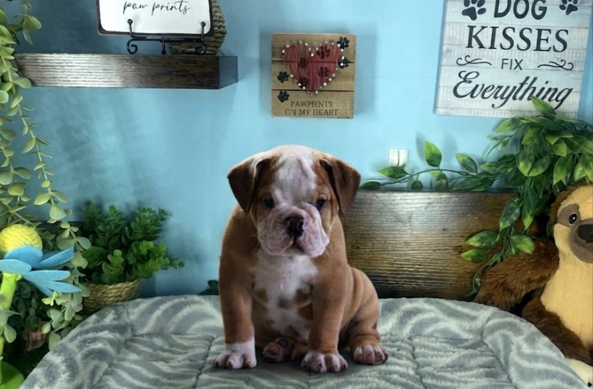 English Bulldog puppies for sale Connecticut