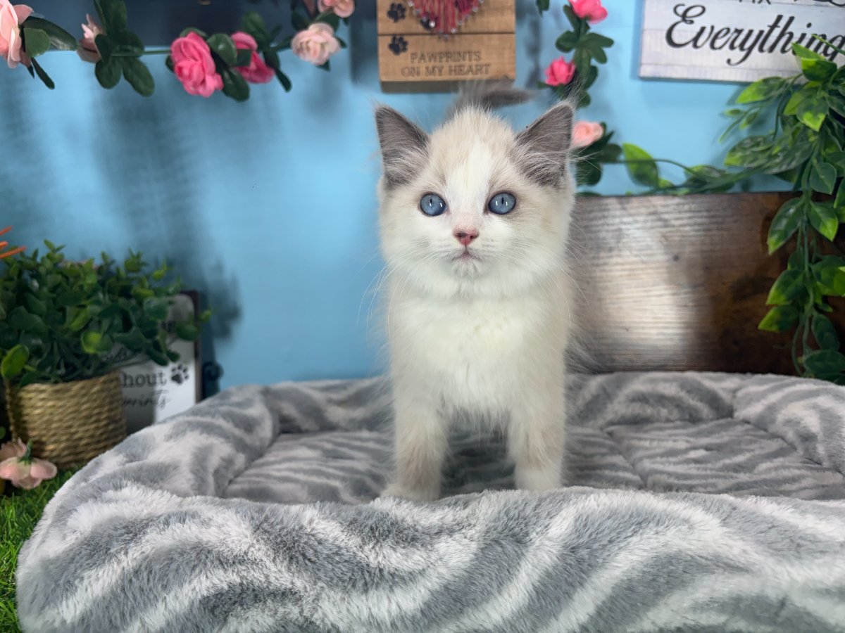 Connecticut kittens for sale