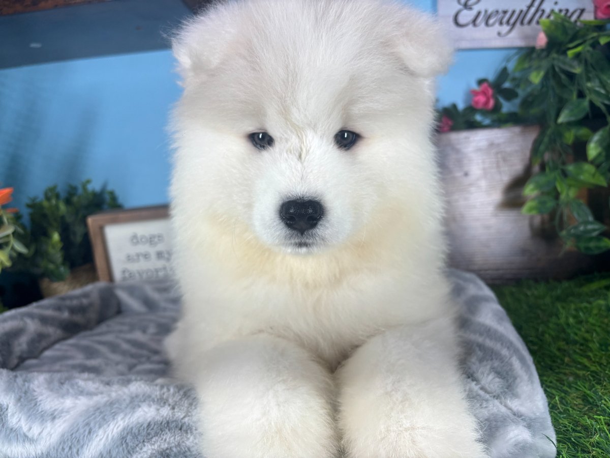 Connecticut puppies for sale
