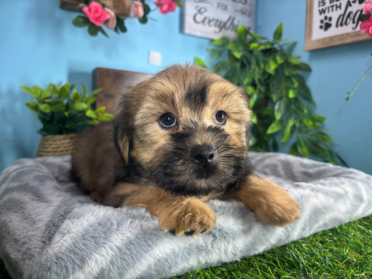 Connecticut puppies for sale