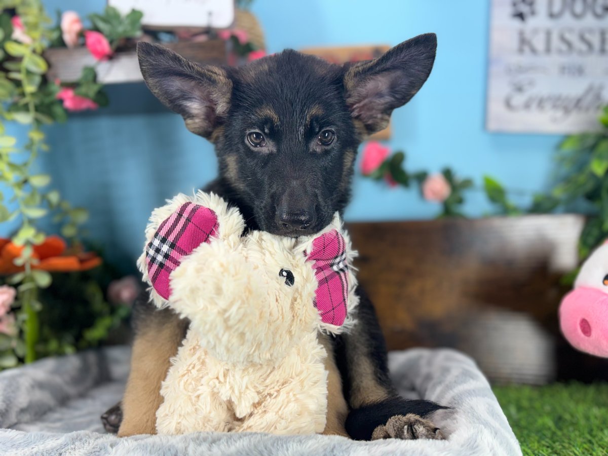 German Shepherd Dog puppies for sale Connecticut