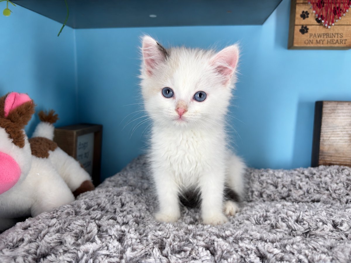 Connecticut kittens for sale