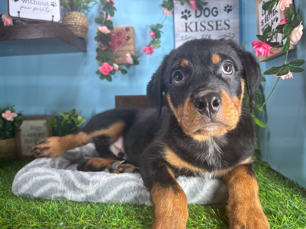 Connecticut puppies for sale