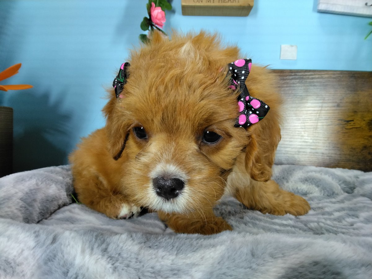 Connecticut puppies for sale