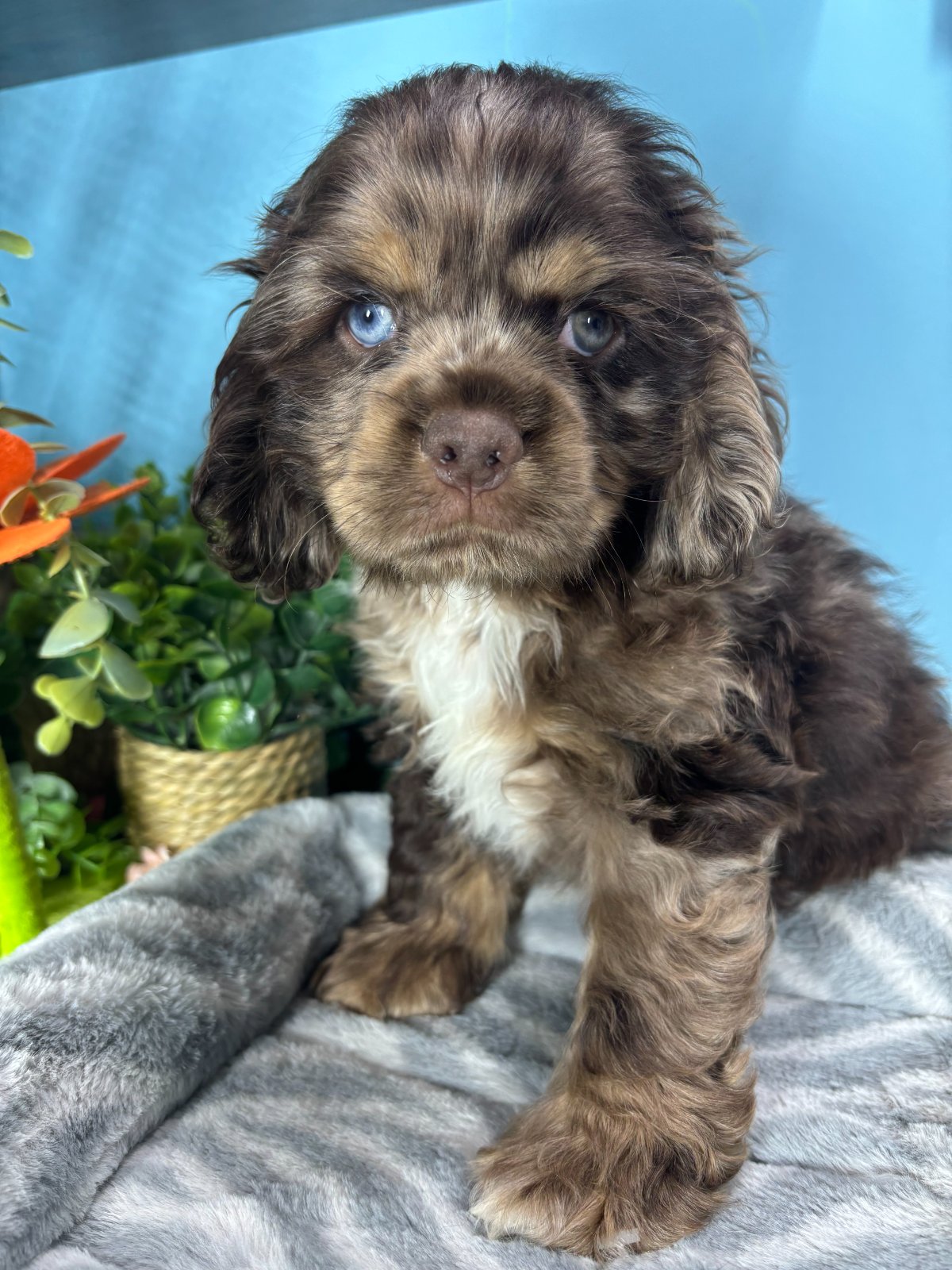 Connecticut puppies for sale