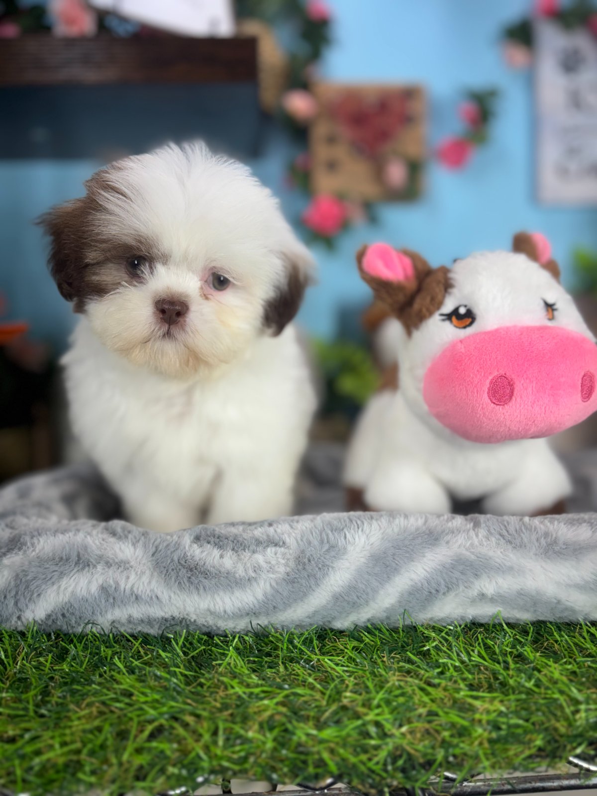 Connecticut puppies for sale