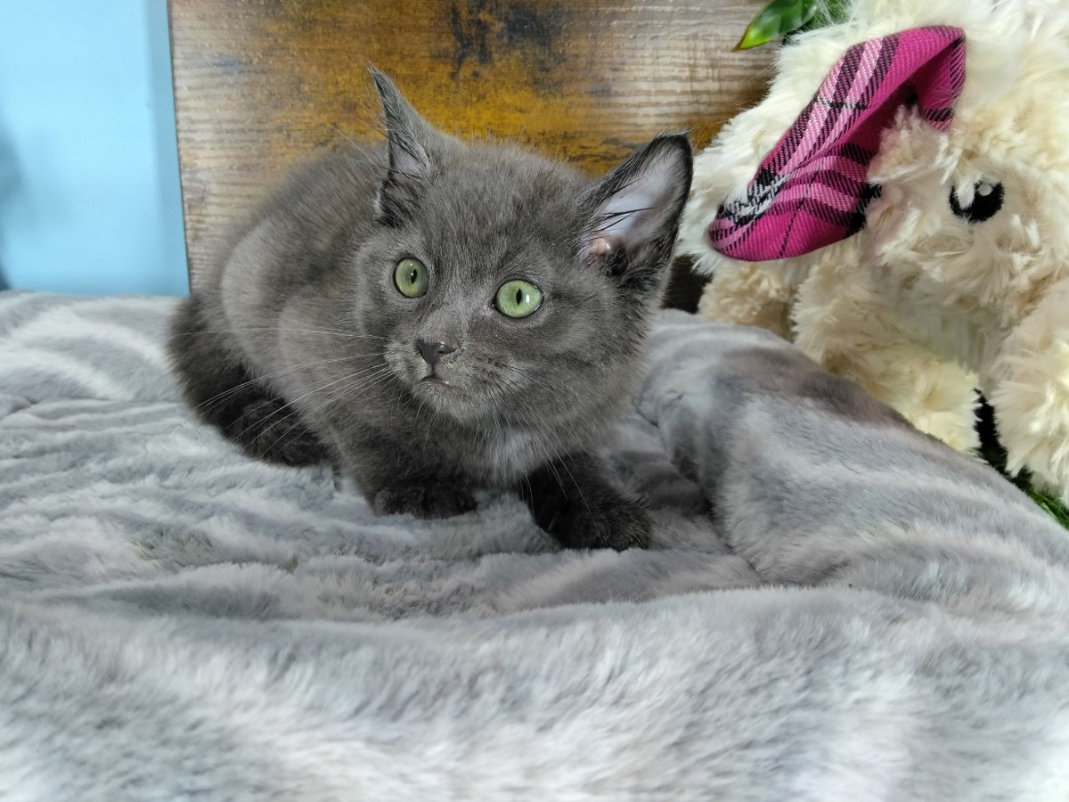 Connecticut kittens for sale