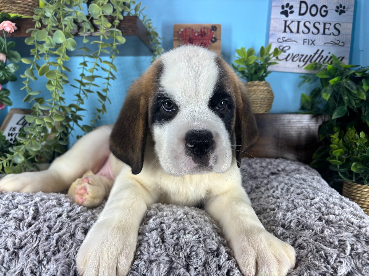 Saint Bernard puppies for sale Connecticut