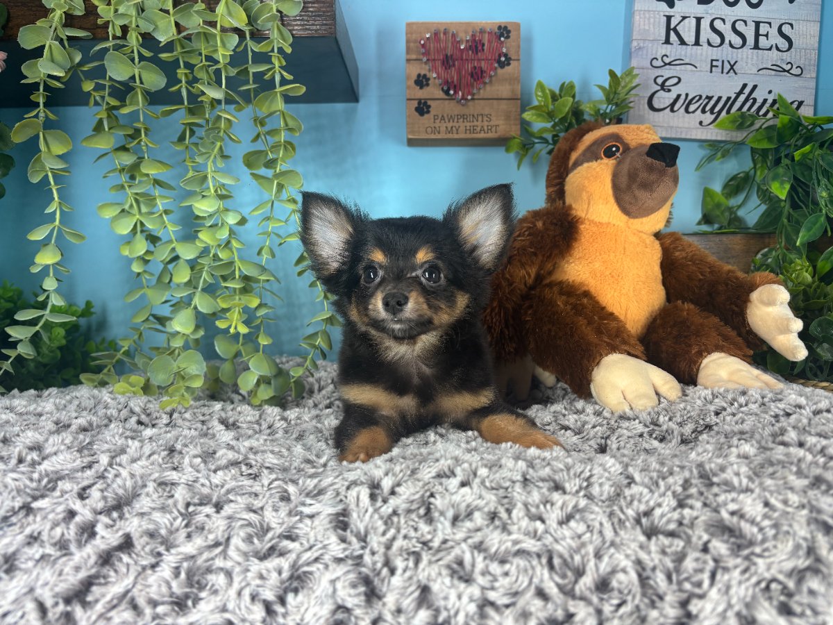 Connecticut puppies for sale