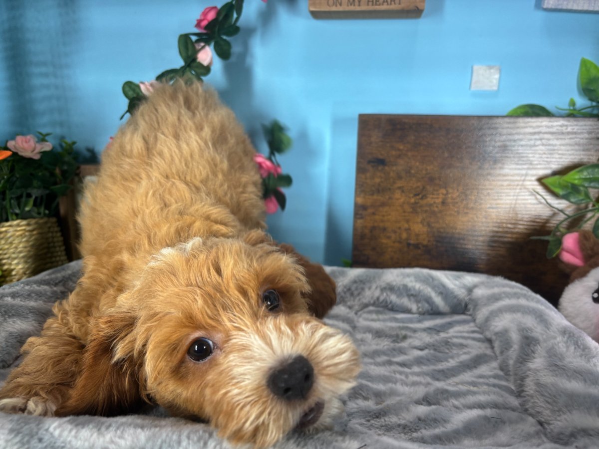 Connecticut puppies for sale