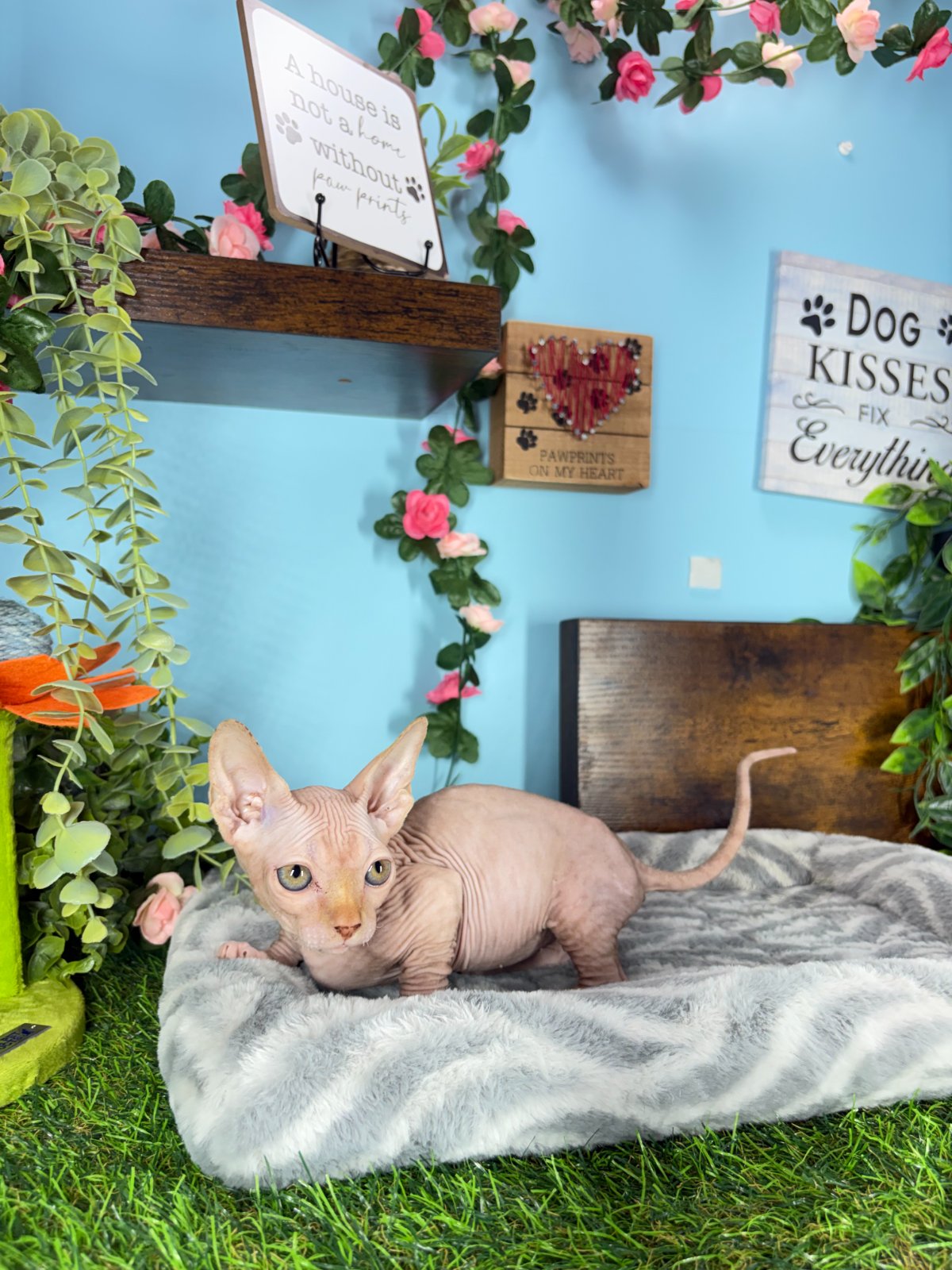 Connecticut kittens for sale