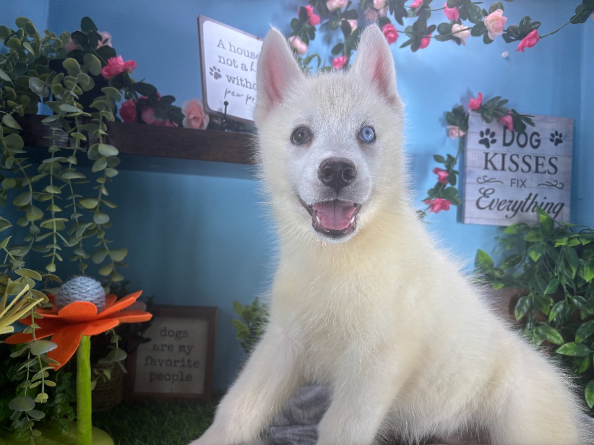 Samoyed Siberian Husky puppies for sale Connecticut