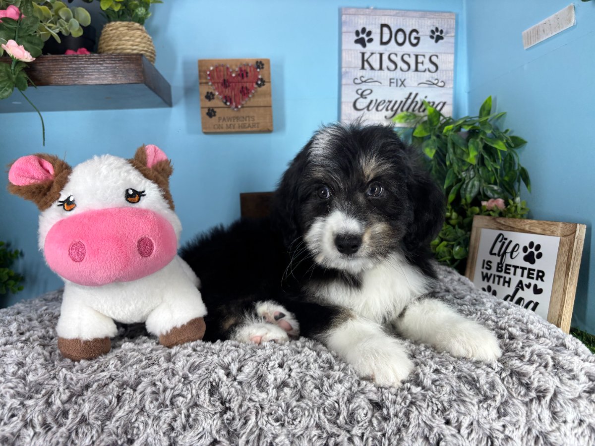 Connecticut puppies for sale