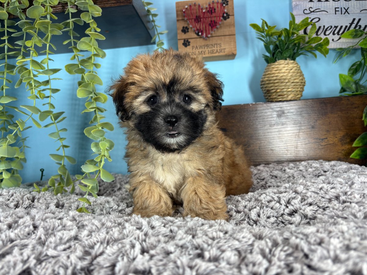 Connecticut puppies for sale