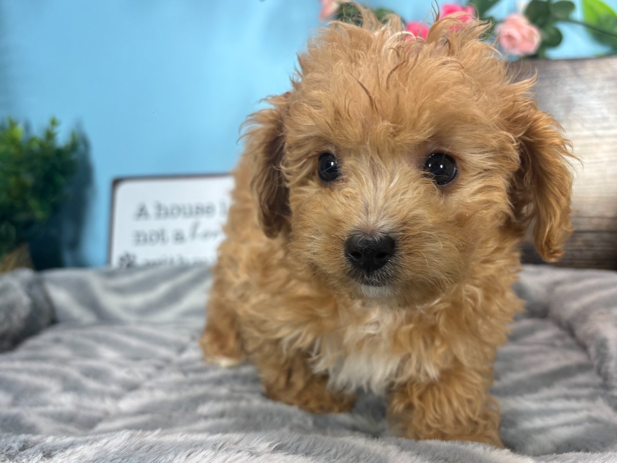 Connecticut puppies for sale