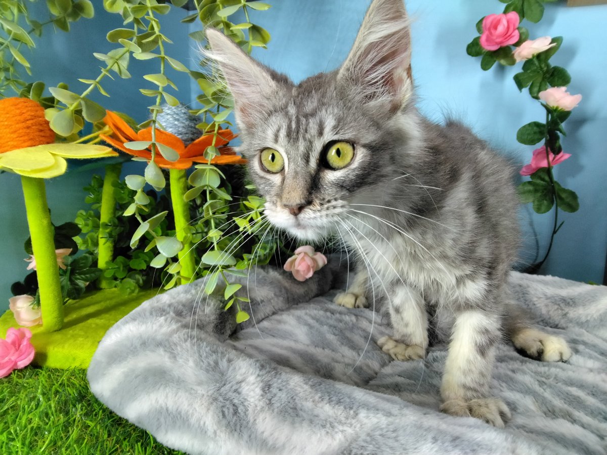 Connecticut kittens for sale