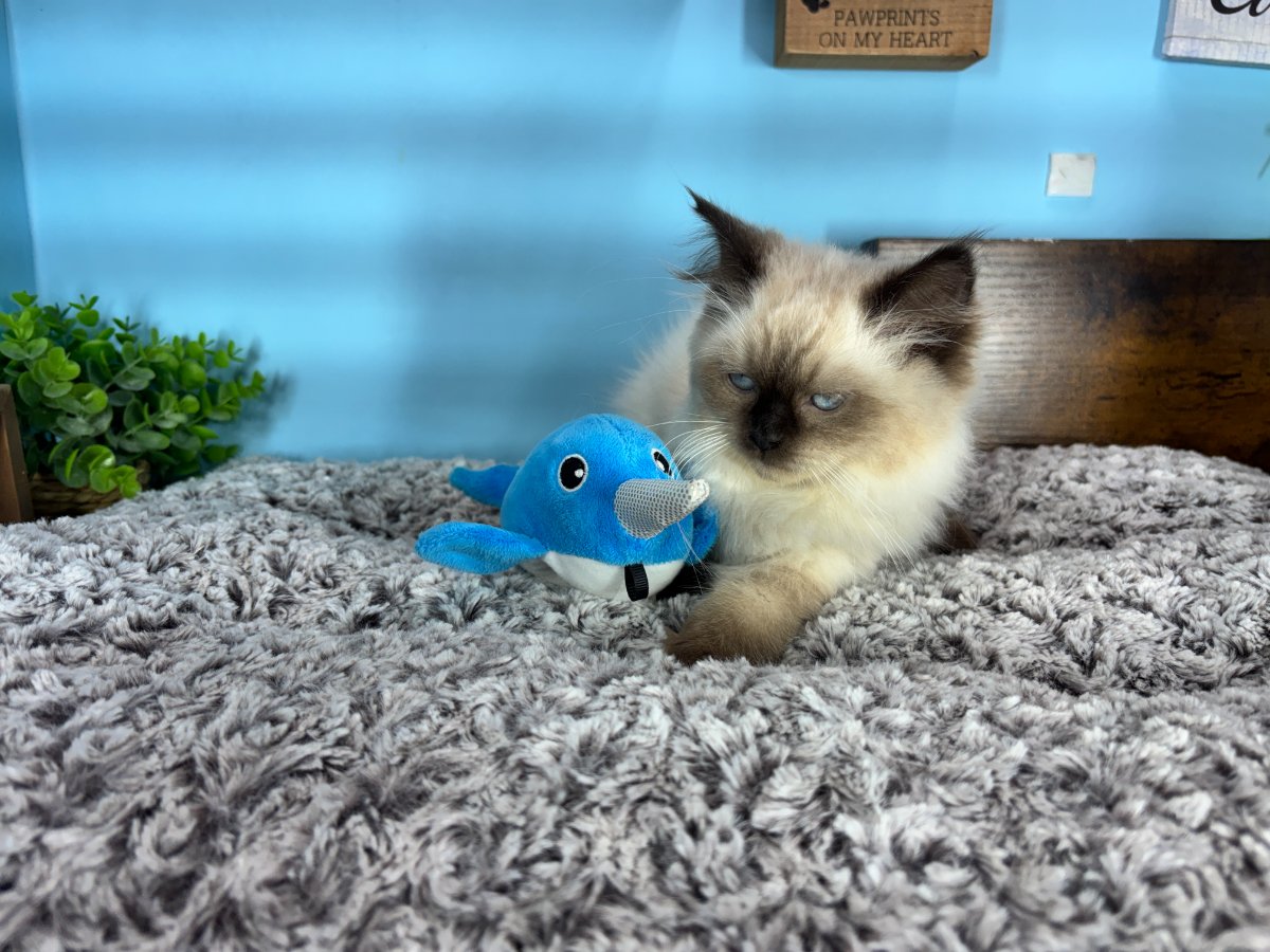 Connecticut kittens for sale