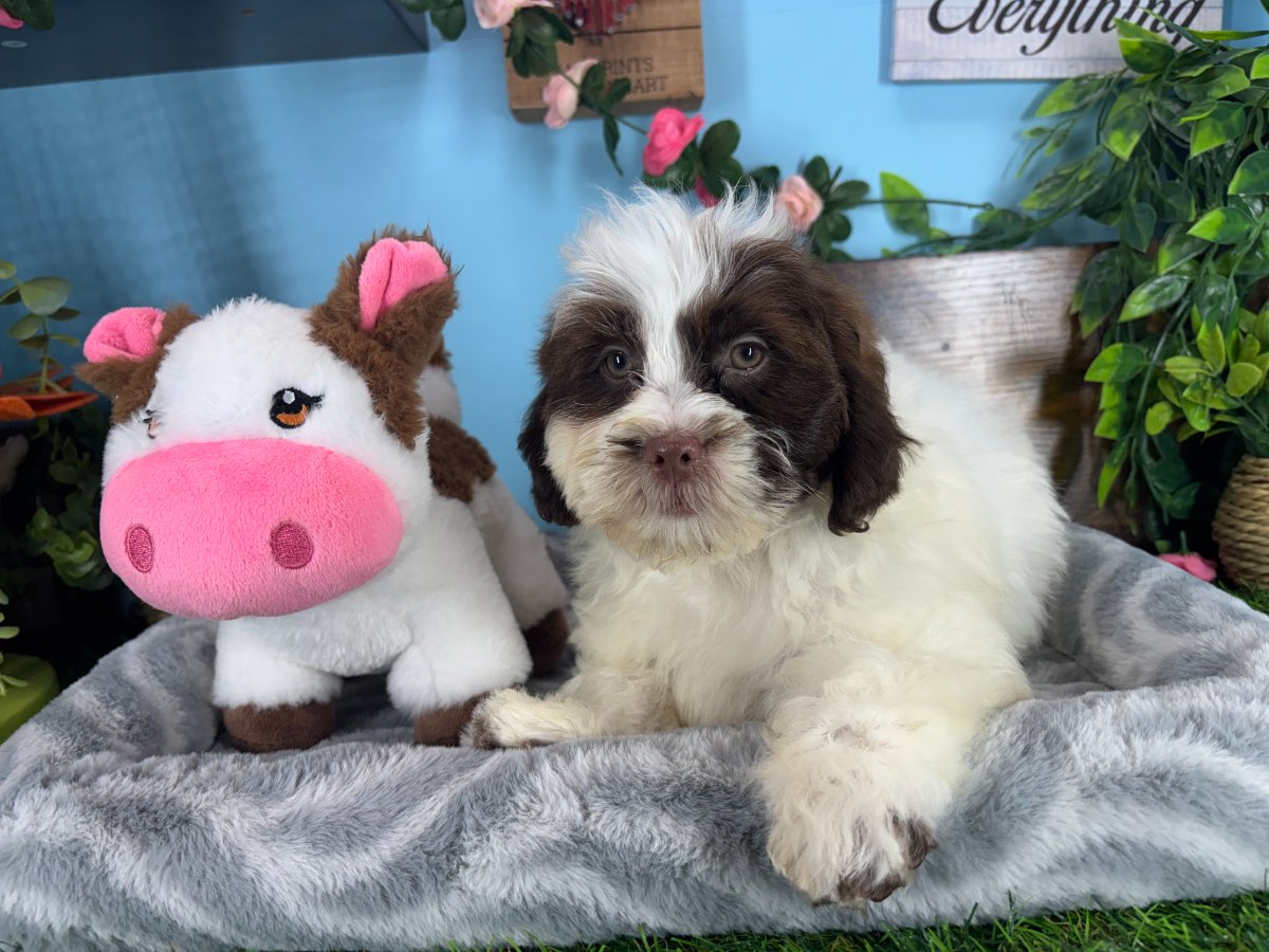 Shih-poo puppies for sale Connecticut
