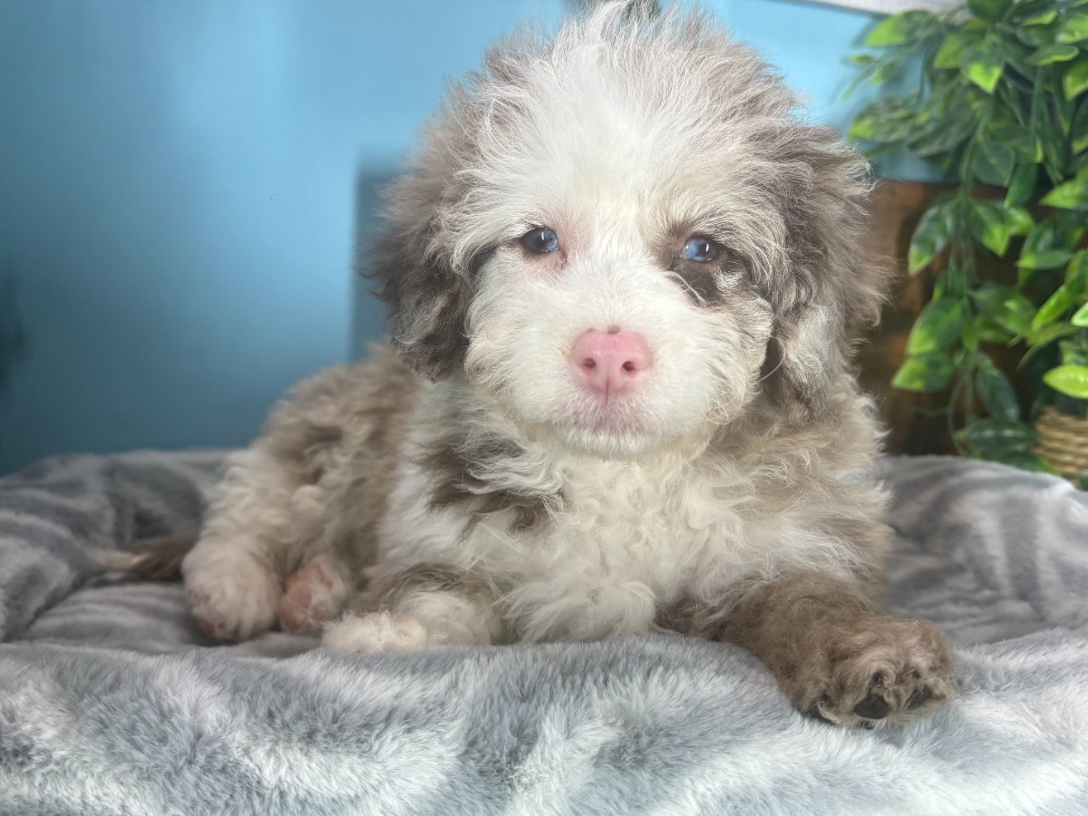 Connecticut puppies for sale