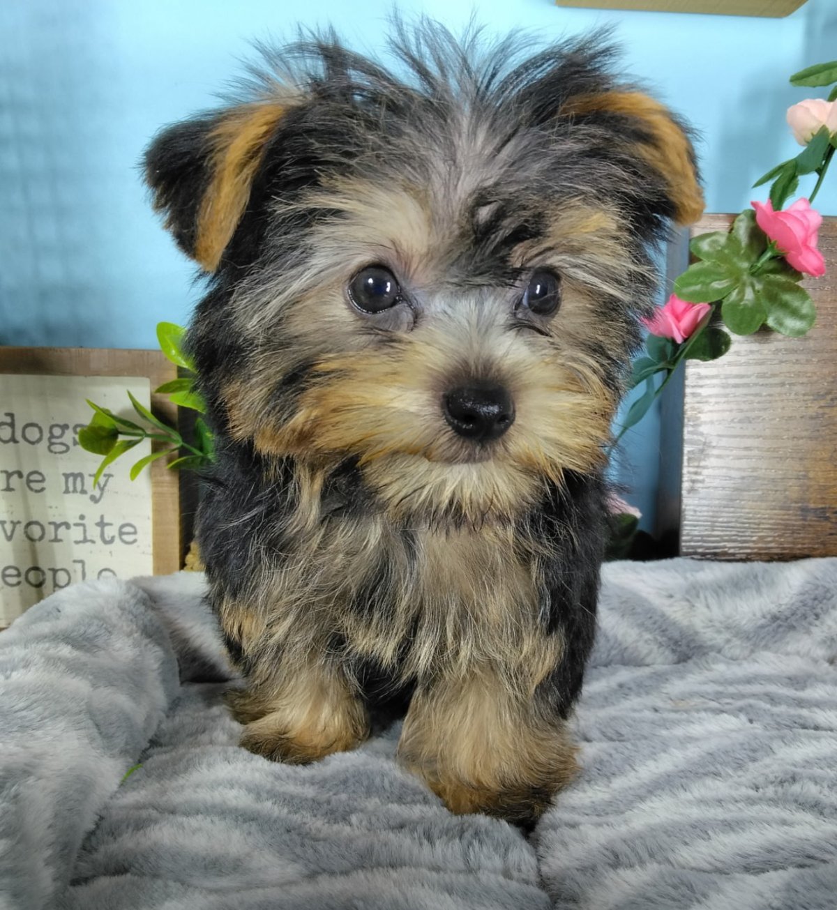 Yorkshire Terrier puppies for sale Connecticut