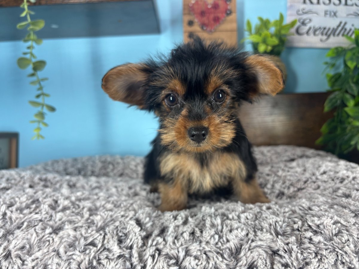 Yorkshire Terrier puppies for sale Connecticut