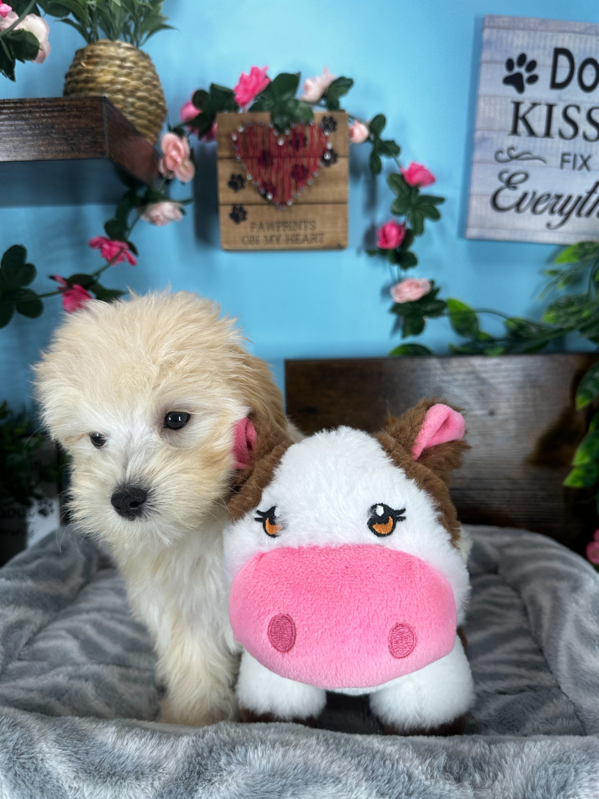 Connecticut puppies for sale