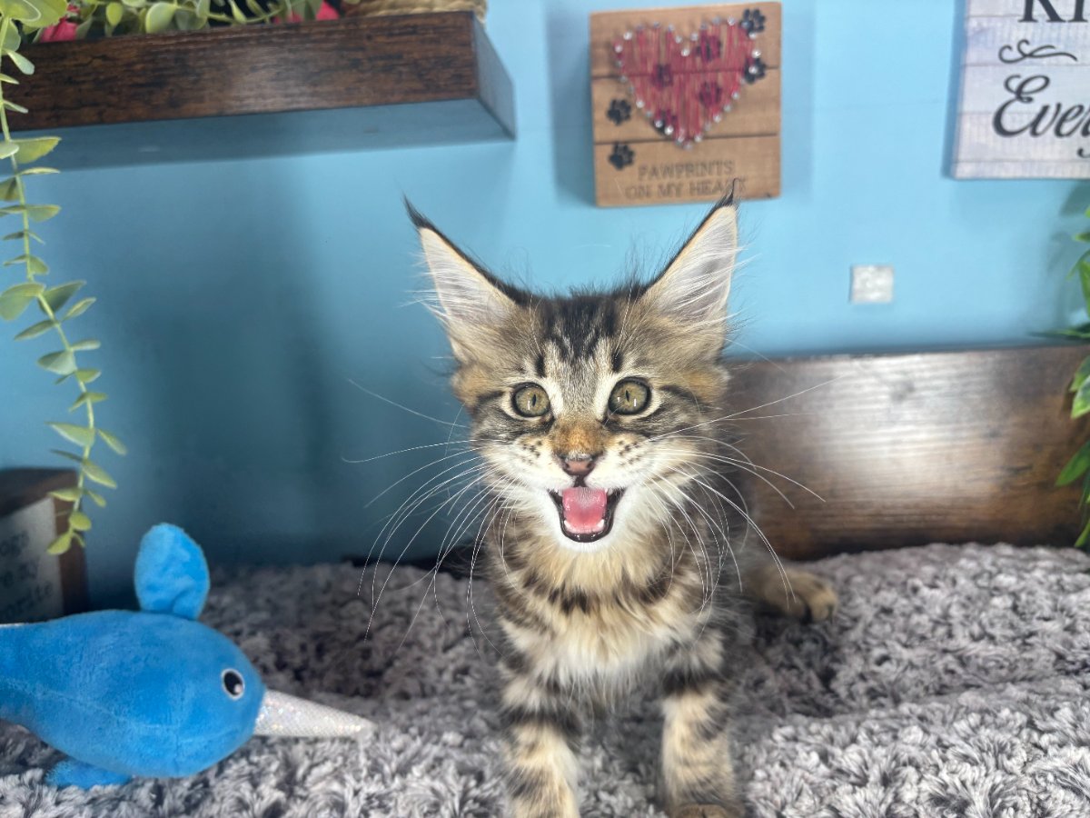 Connecticut kittens for sale