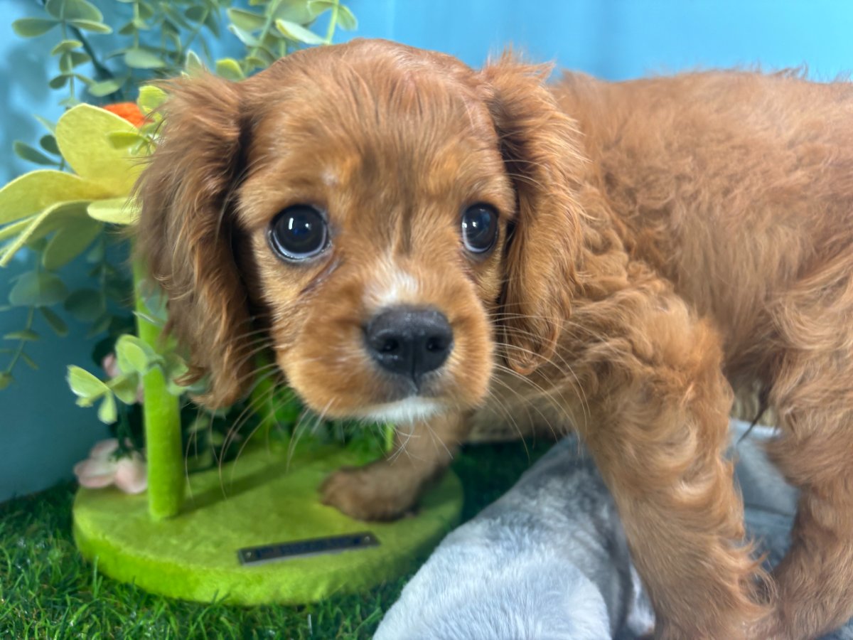 Connecticut puppies for sale