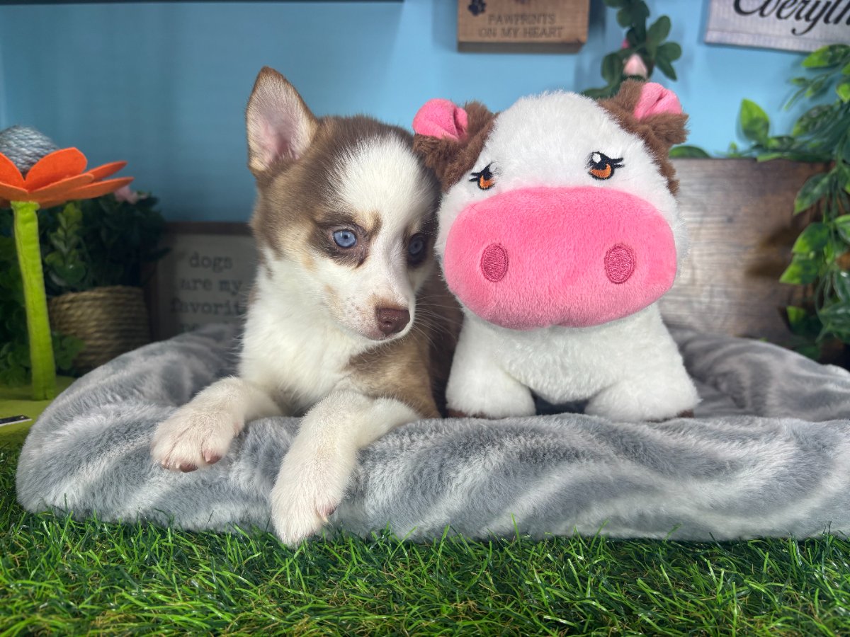 Connecticut puppies for sale