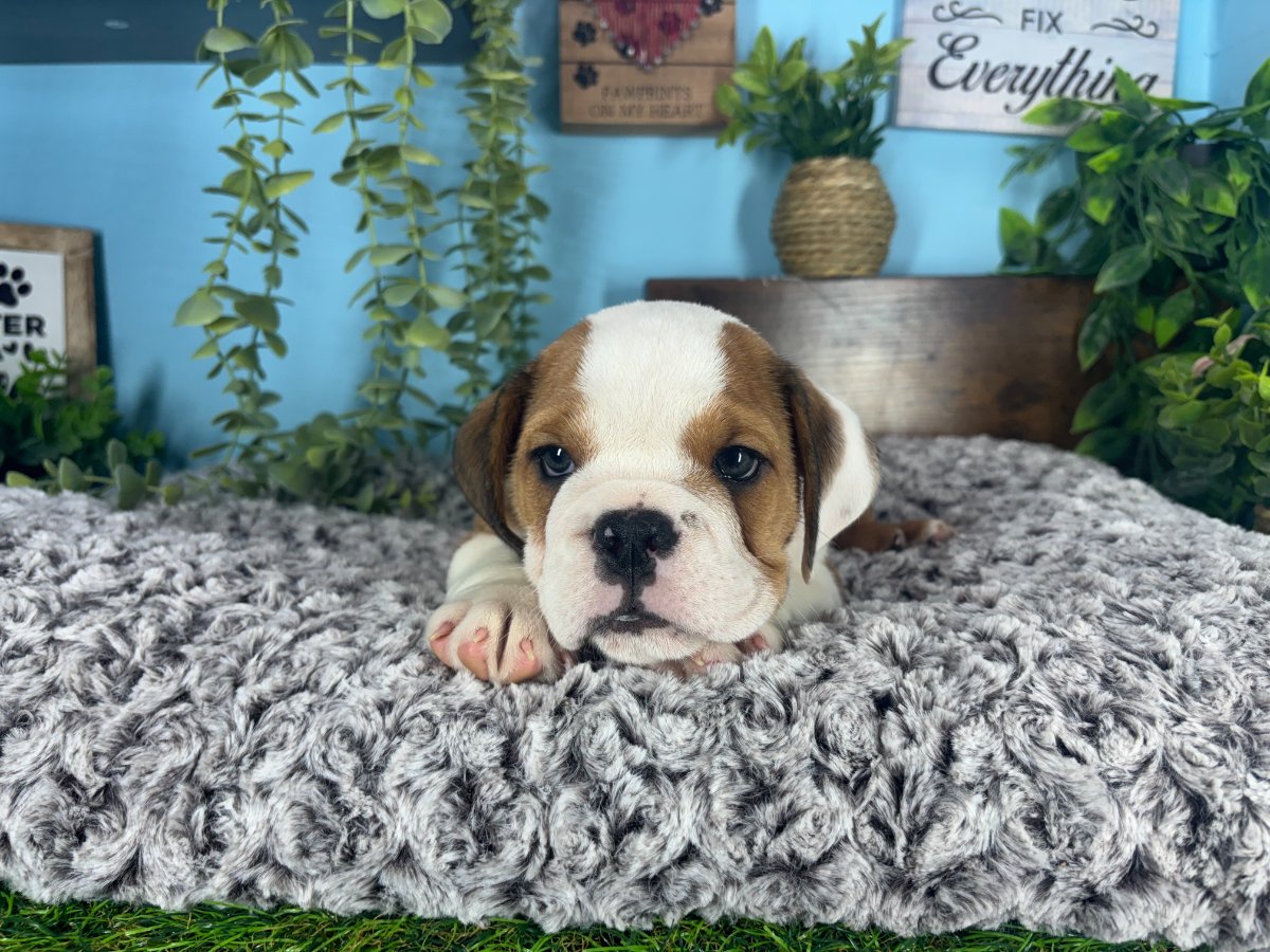 Connecticut puppies for sale