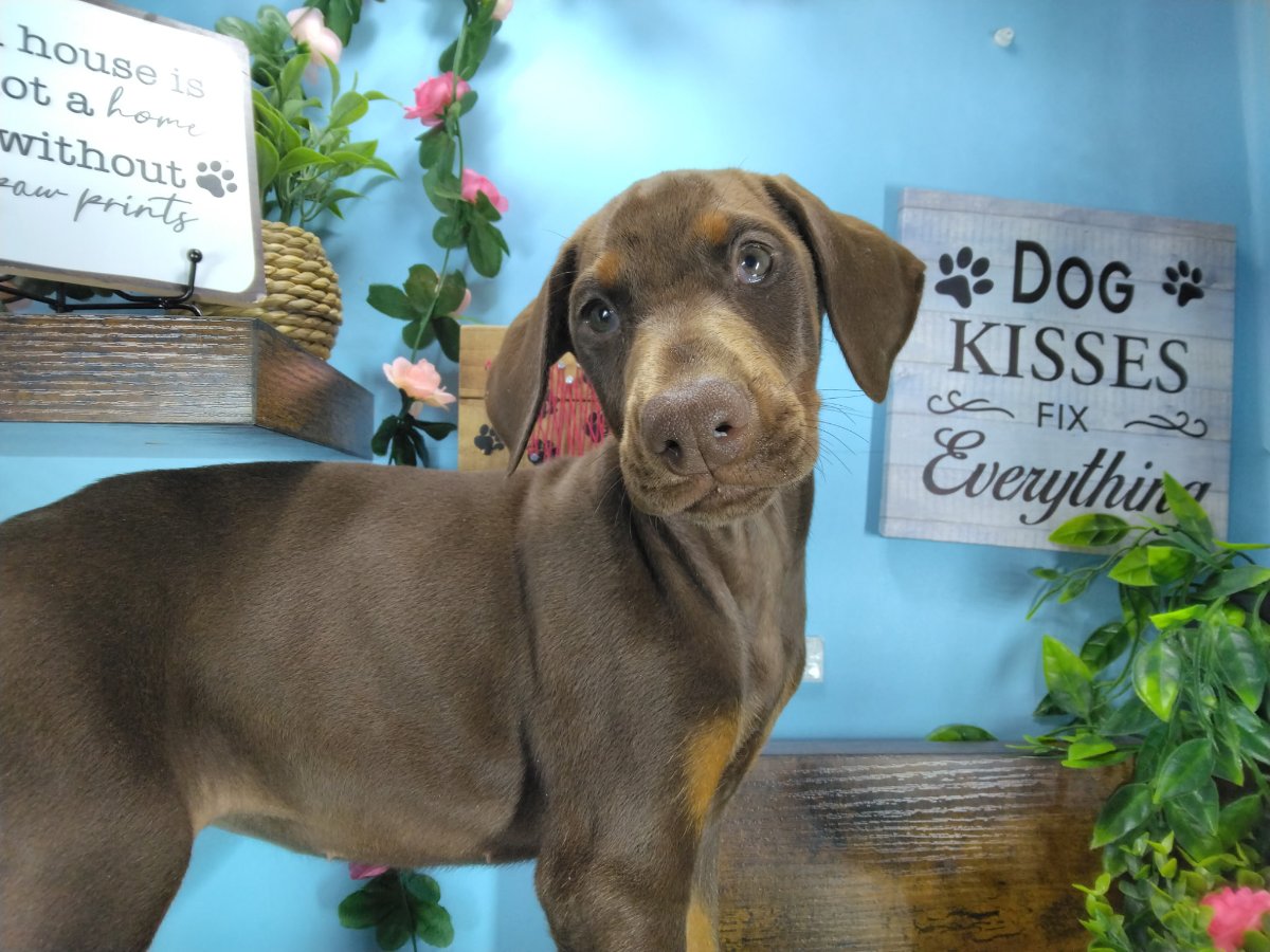 Connecticut puppies for sale