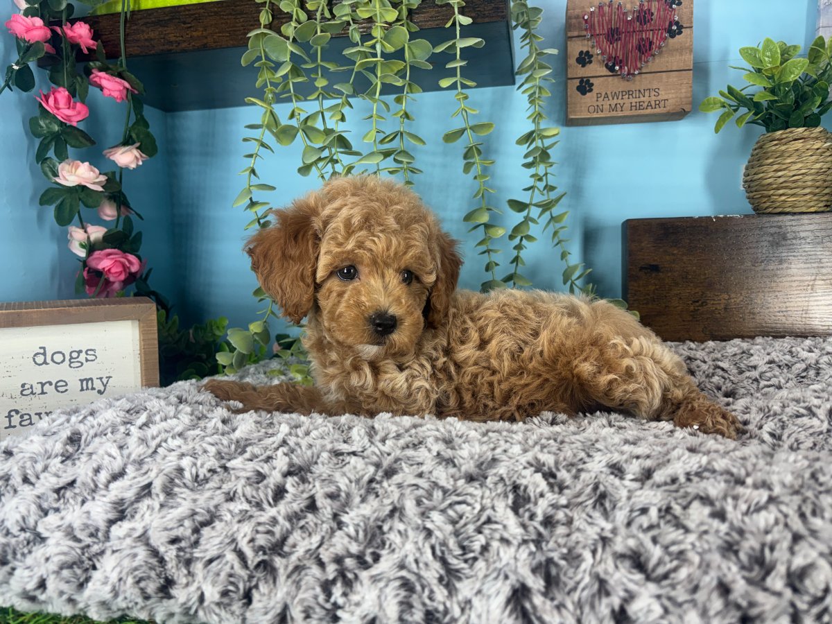 Connecticut puppies for sale