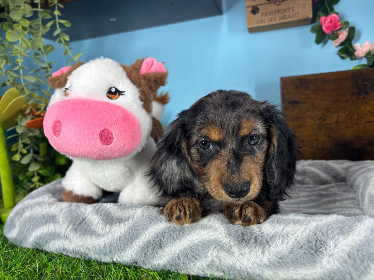 Connecticut puppies for sale