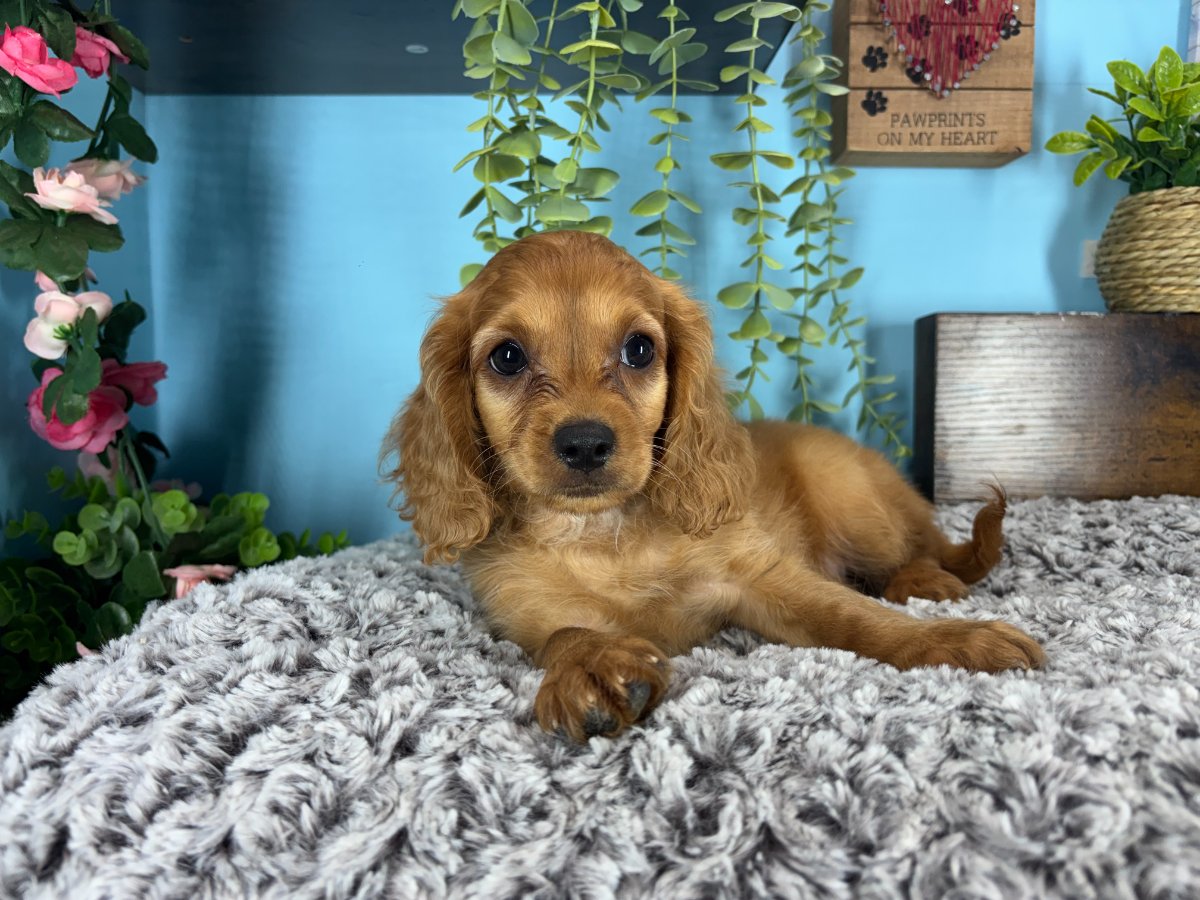 Connecticut puppies for sale