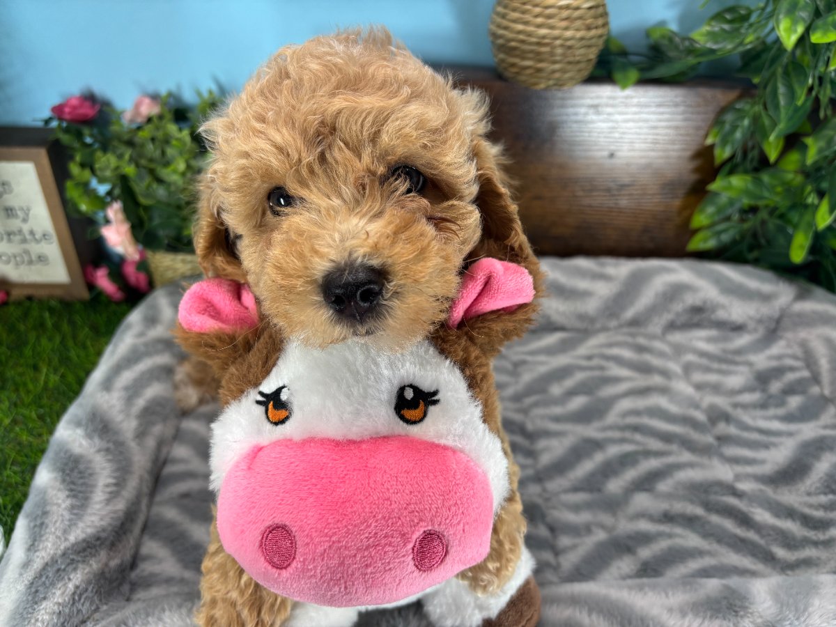 Connecticut puppies for sale