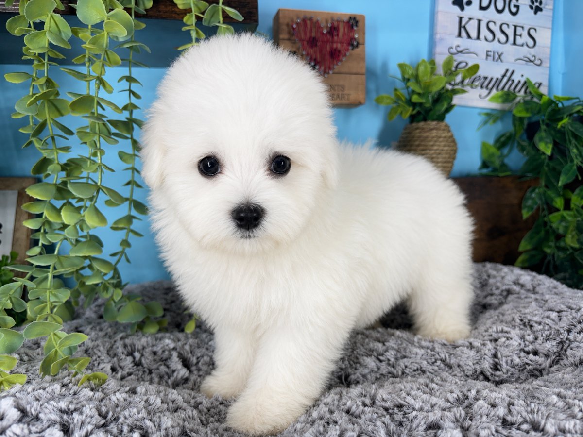 Bichon Frise puppies for sale Connecticut