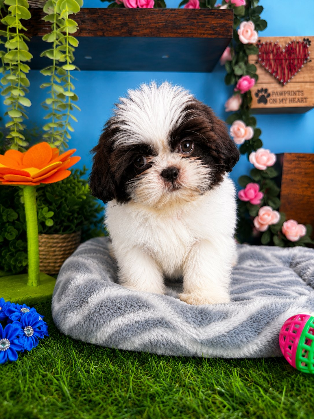 Connecticut puppies for sale