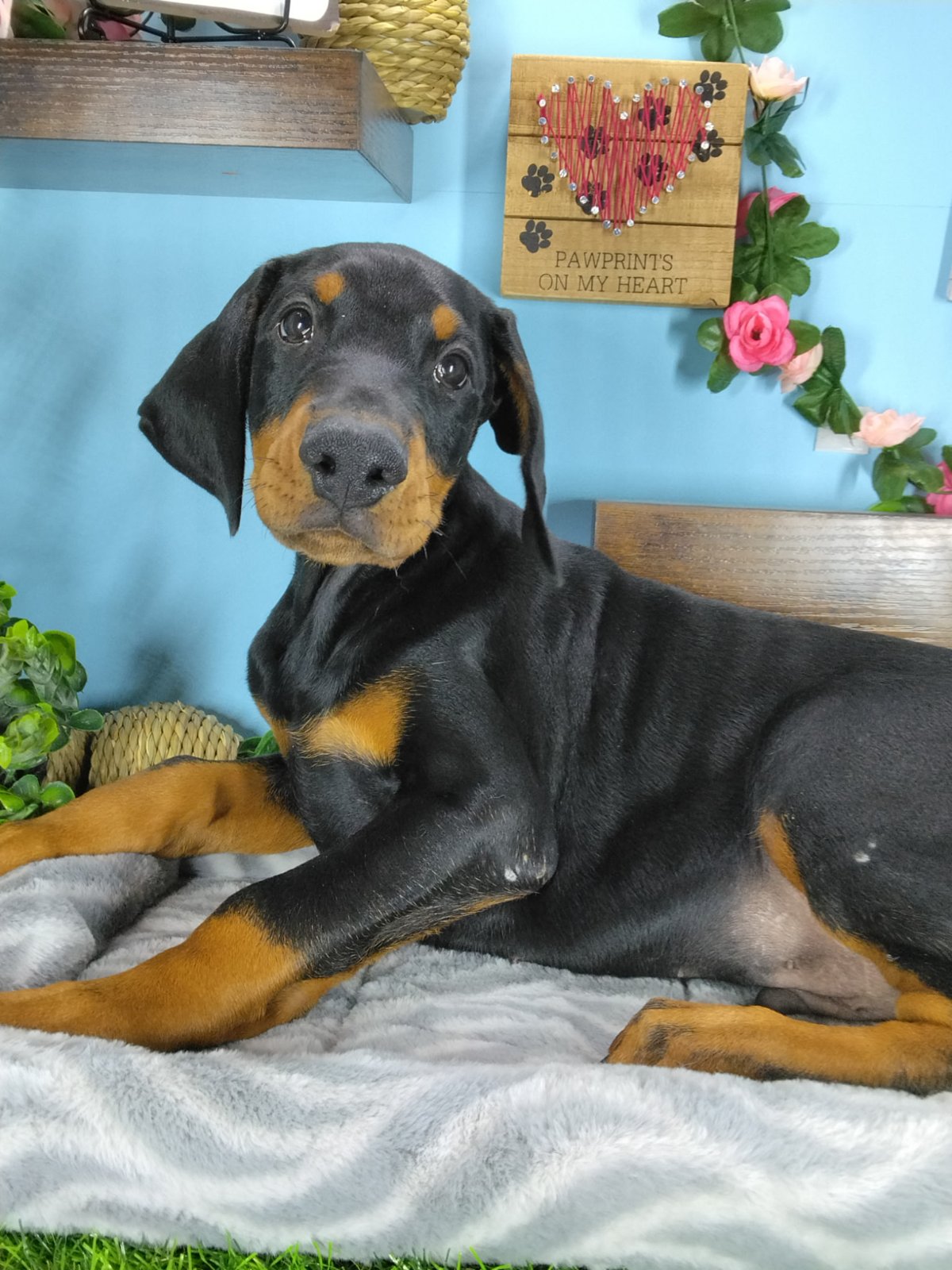 Connecticut puppies for sale