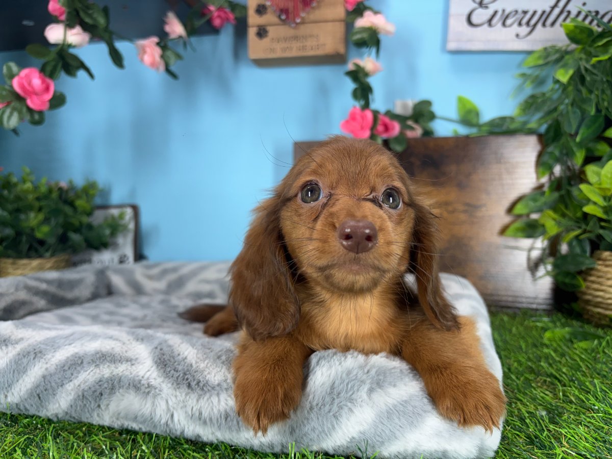 Connecticut puppies for sale