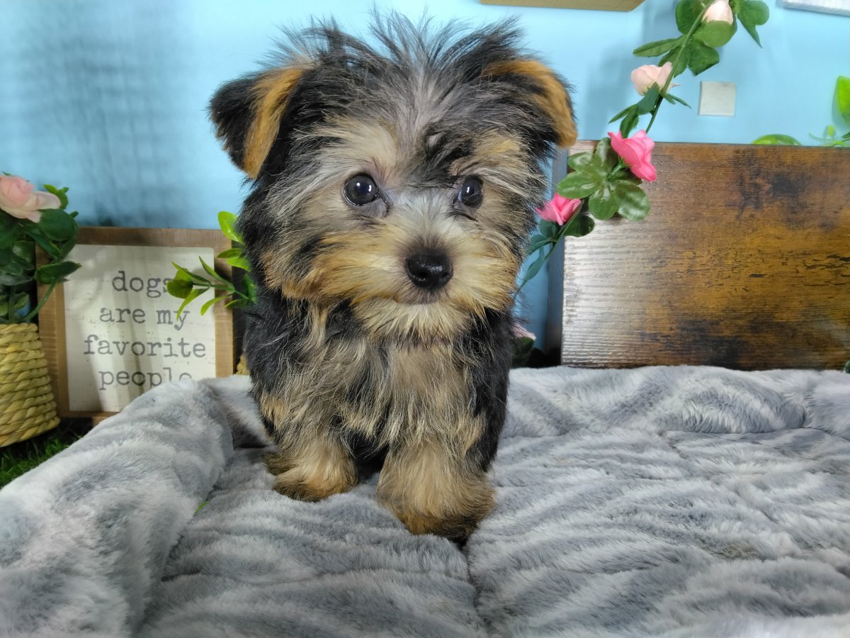 Yorkshire Terrier puppies for sale Connecticut