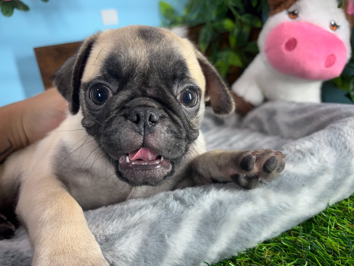 Connecticut puppies for sale