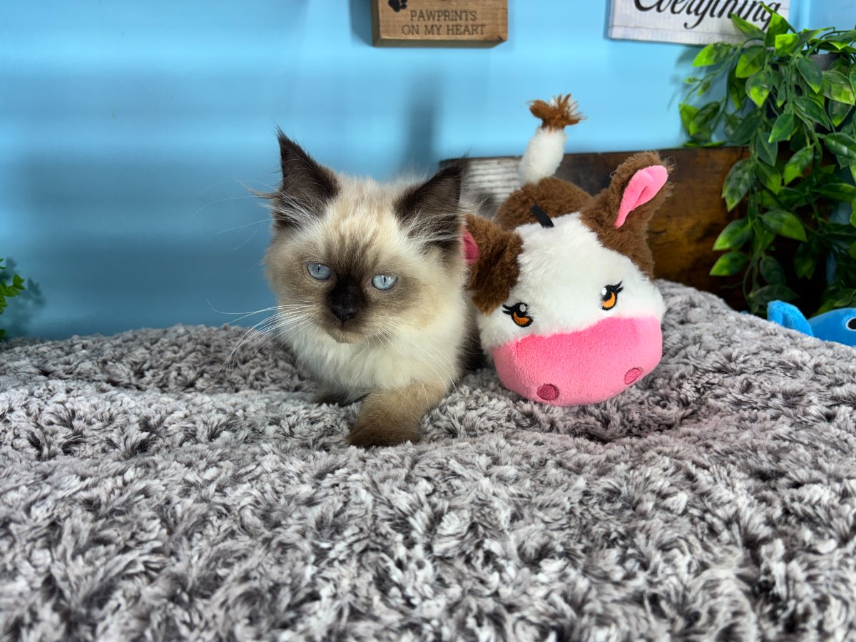 Connecticut kittens for sale