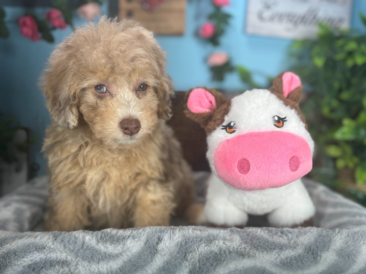 Connecticut puppies for sale