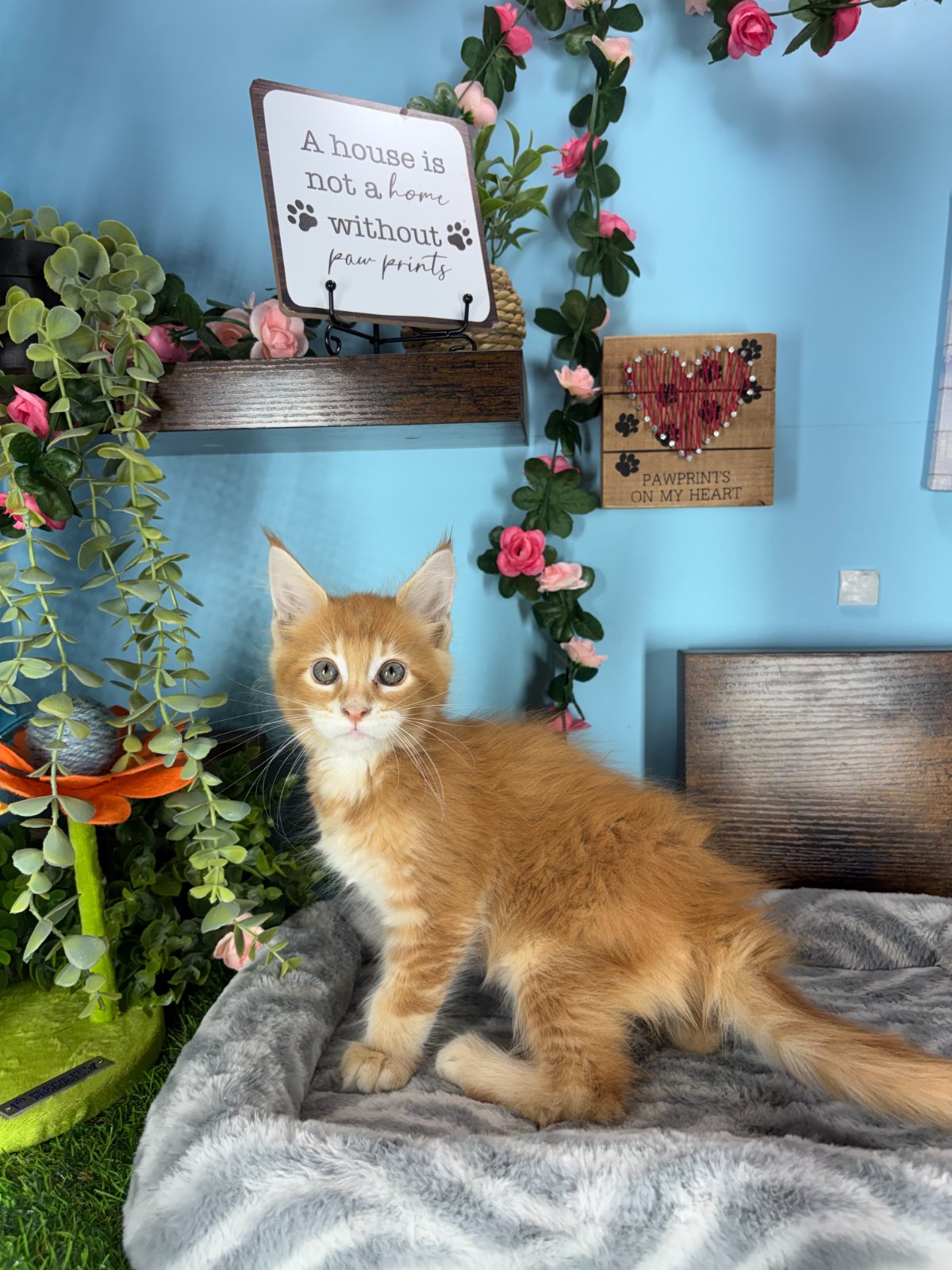 Connecticut kittens for sale
