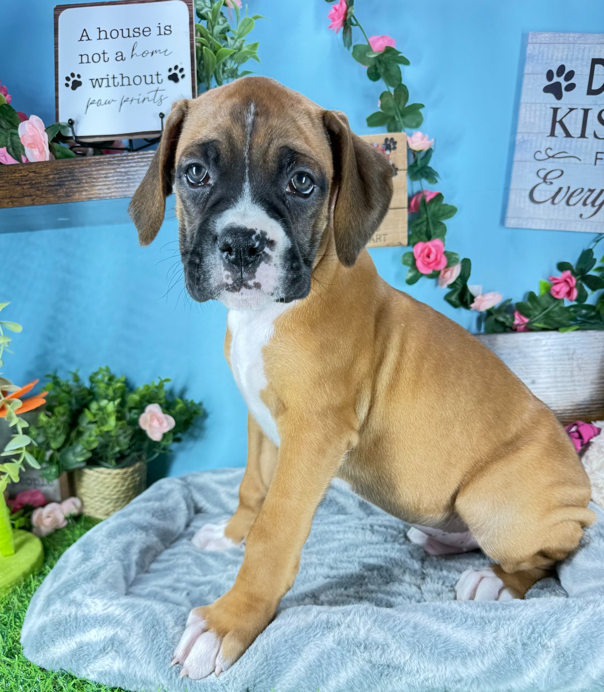Connecticut puppies for sale