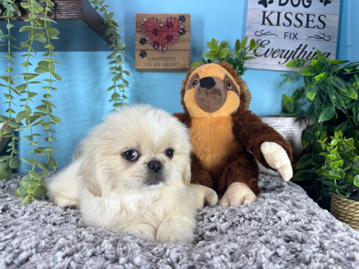 Connecticut puppies for sale