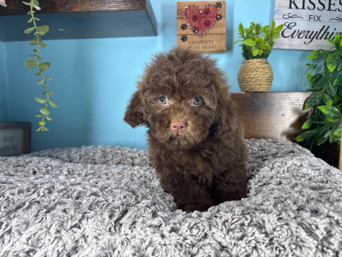 Connecticut puppies for sale